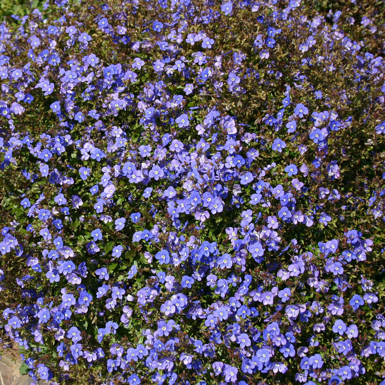 Veronica Plant 'Peduncularis Oxford Blue'