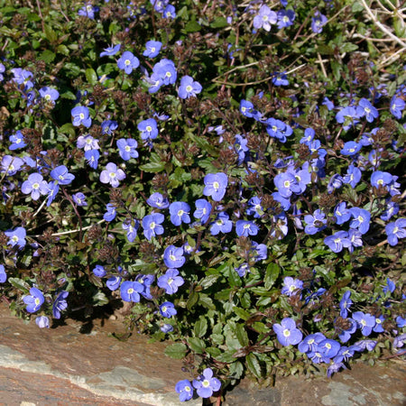 Veronica Plant 'Peduncularis Oxford Blue'