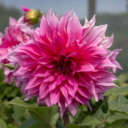 Dahlia Plant 'Cafe au Lait Rose'