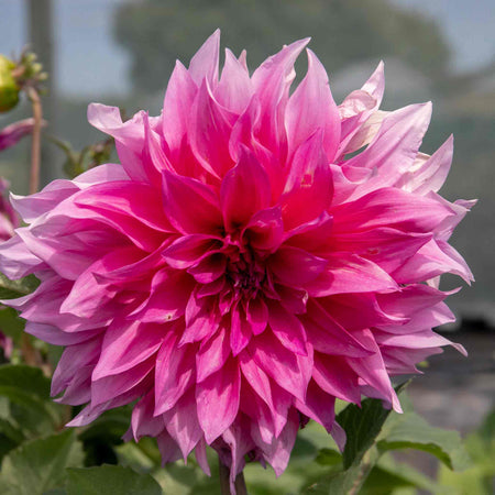 Dahlia Plant 'Cafe au Lait Rose'