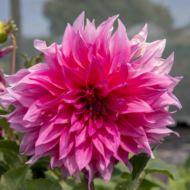 Dahlia Plant 'Cafe au Lait Rose'