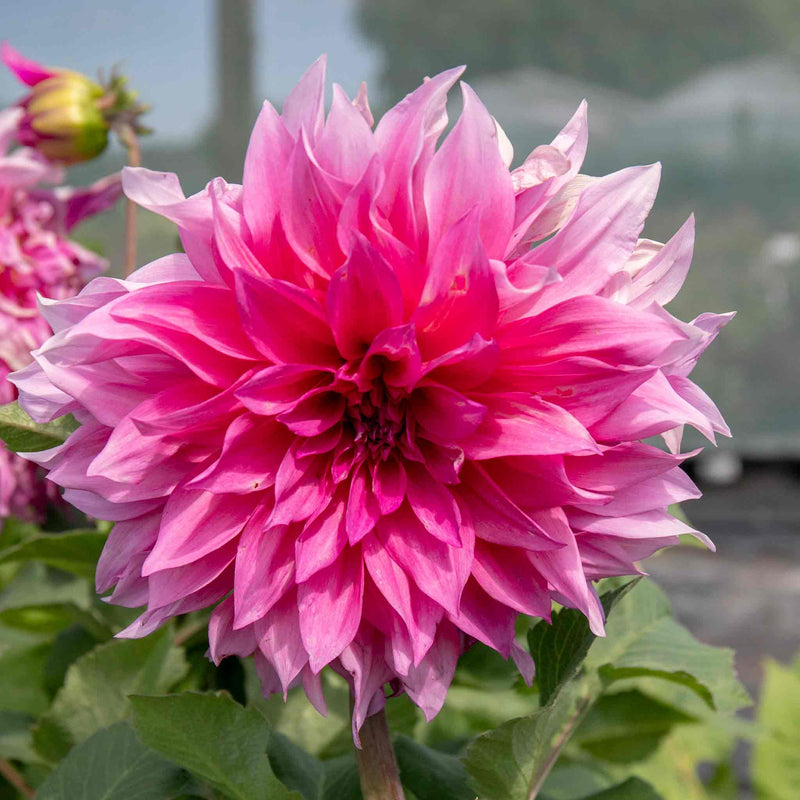 Dahlia Plant 'Cafe au Lait Rose'
