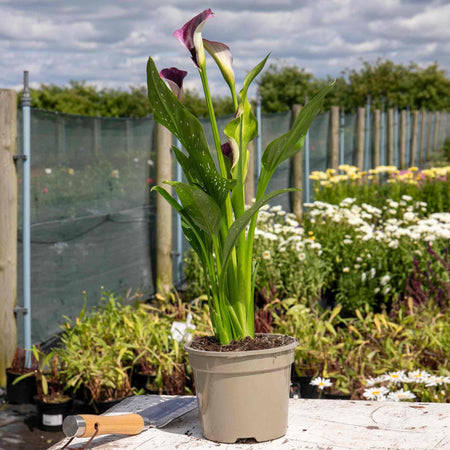 Zantedeschia Plant 'Royal Valentine'