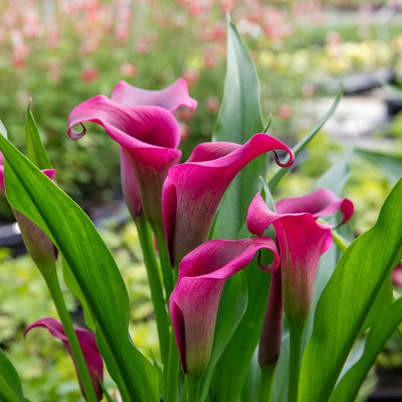 Zantedeschia Plant 'Royal Valentine'