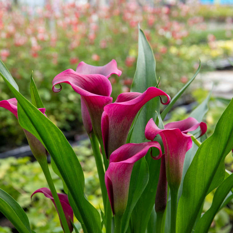 Zantedeschia Plant 'Royal Valentine'