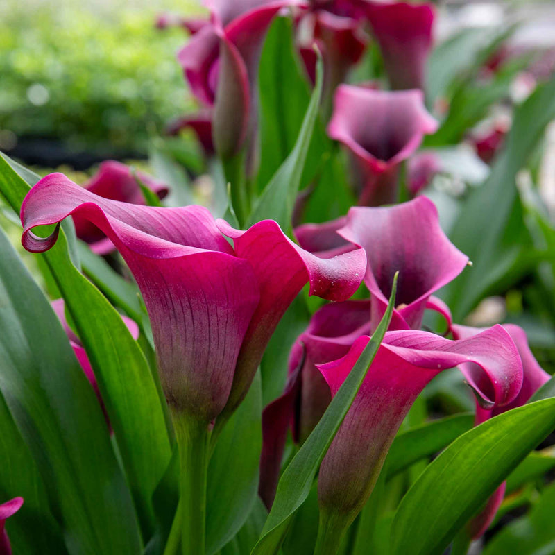 Zantedeschia Plant 'Royal Valentine'