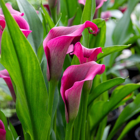 Zantedeschia Plant 'Royal Valentine'