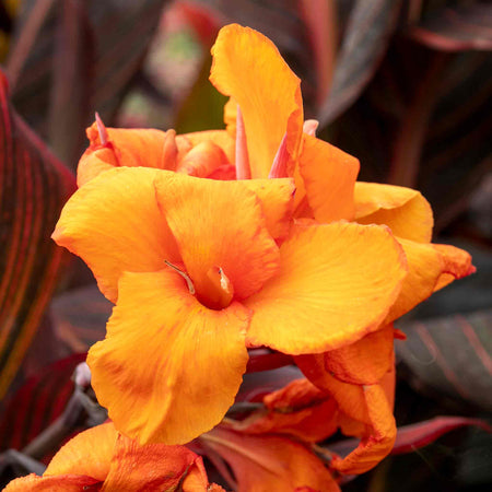 Canna Plant 'Lily Tropicana'