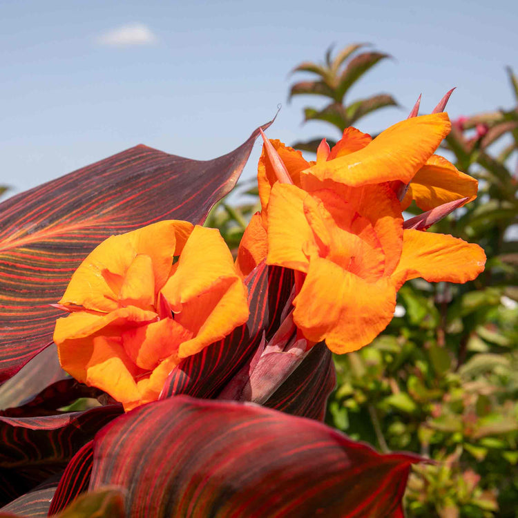Canna Plant 'Lily Tropicana'