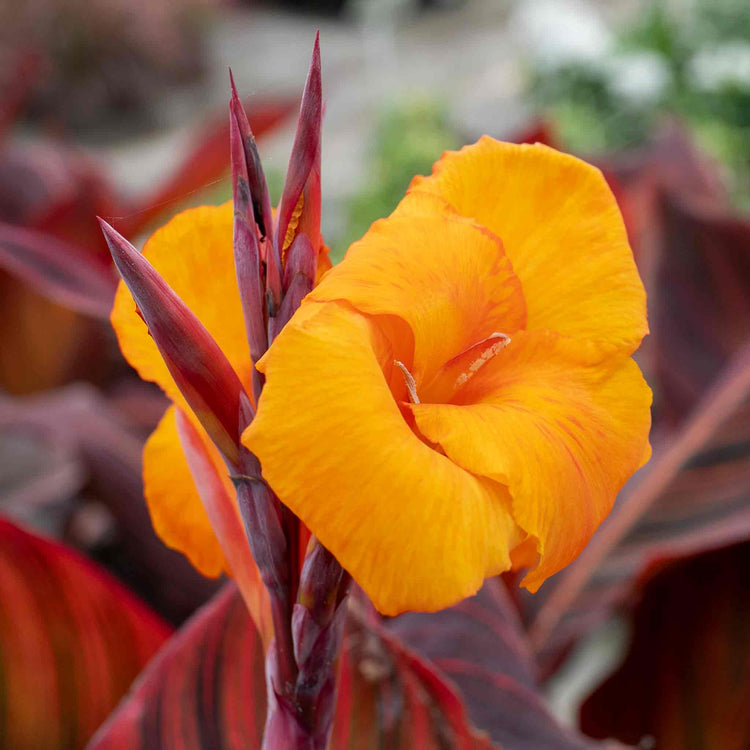Canna Plant 'Lily Tropicana'