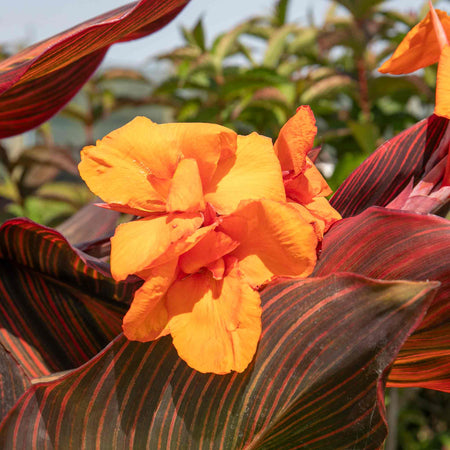 Canna Plant 'Lily Tropicana'