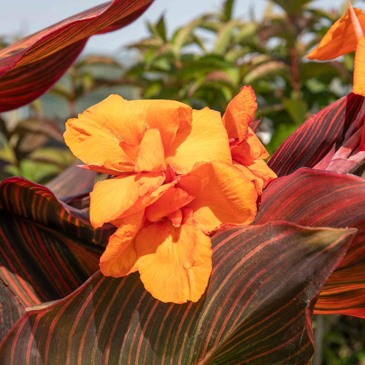 Canna Plant 'Lily Tropicana'