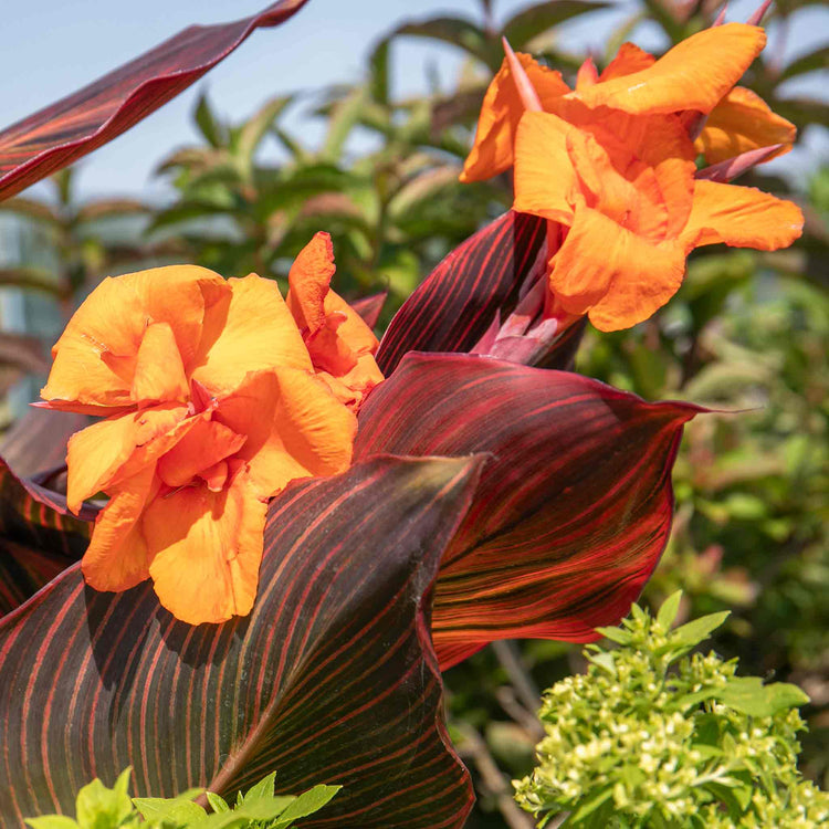 Canna Plant 'Lily Tropicana'