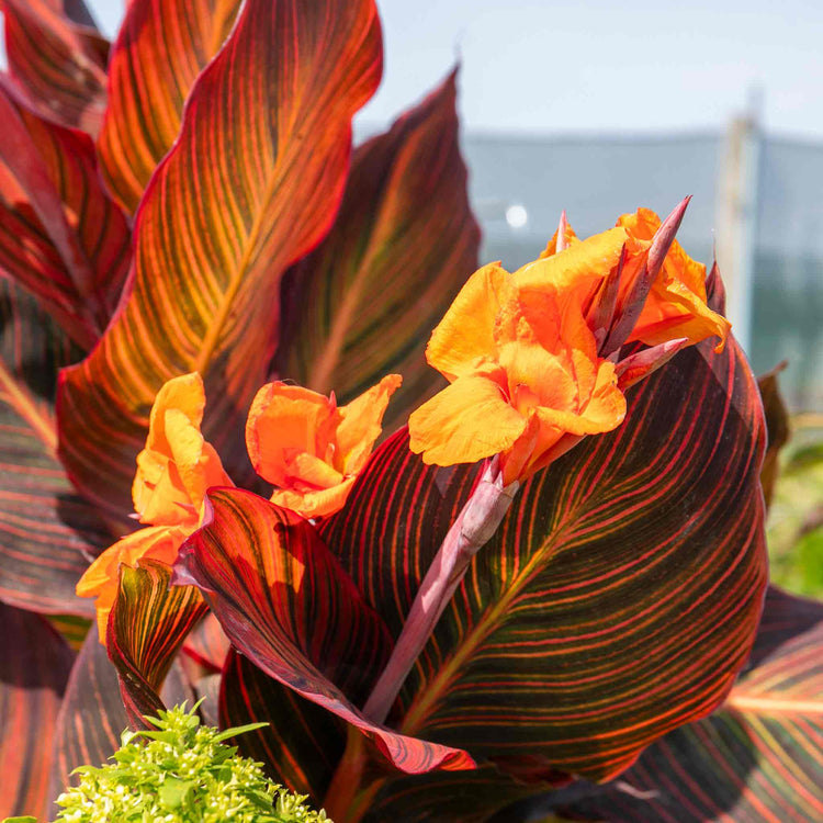 Canna Plant 'Lily Tropicana'