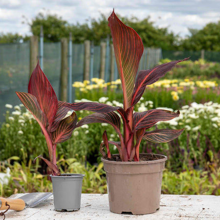Canna Plant 'Lily Tropicana'