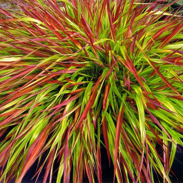 Hakonechloa Mulled Wine 9cm