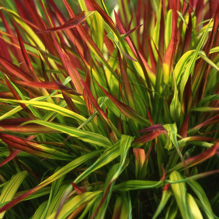 Hakonechloa Mulled Wine 9cm