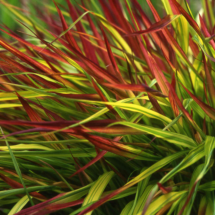 Hakonechloa Mulled Wine 9cm