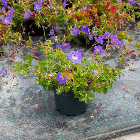 Geranium Plant 'Rozanne'