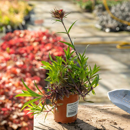 Dianthus Plant 'Dash Crimson'