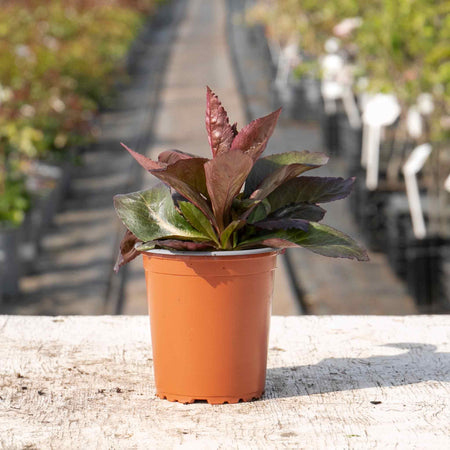 Lobelia Plant 'Sp Starship Scarlet'