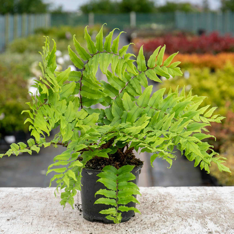 Fern Plant 'Cyrtomium Fortunei'