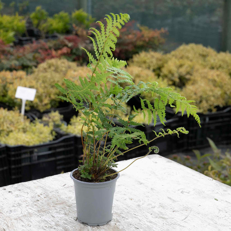 Fern Plant 'Dicksonia Antarctica'