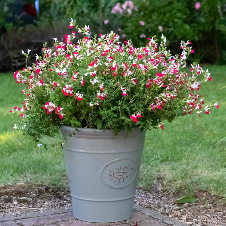 Salvia Plant 'Little Kiss'
