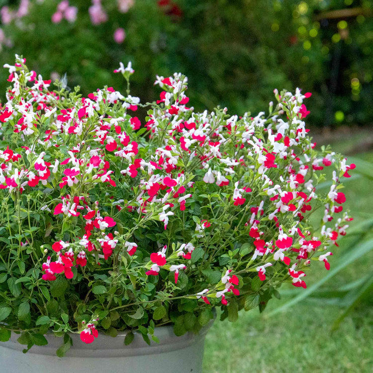 hot lips flower seeds Salvia Plant 'Hot Lips'