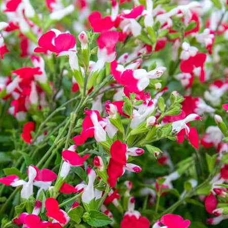 Salvia Plant 'Little Kiss'