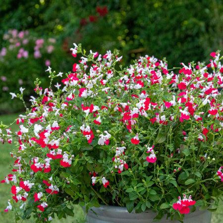 Salvia Plant 'Little Kiss'