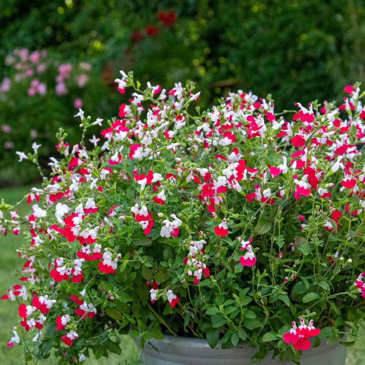 Salvia Plant 'Little Kiss'
