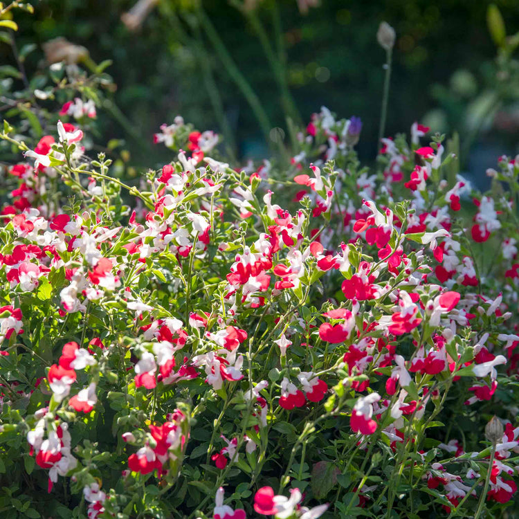 Salvia Plant 'Little Kiss'