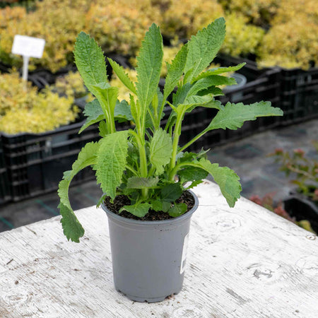 Verbena Plant 'Bonariensis Aires'