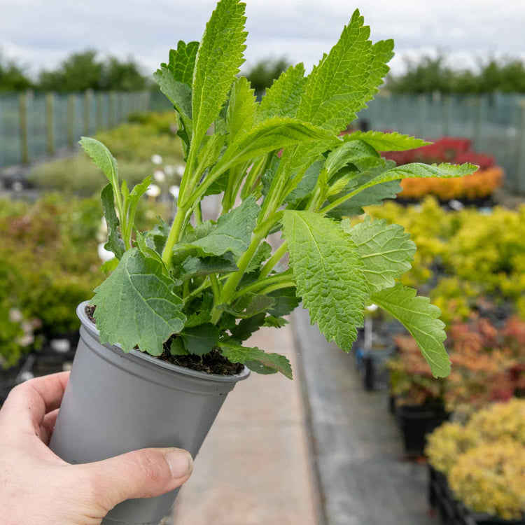 Verbena Plant 'Bonariensis Aires'