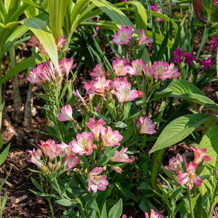 Alstroemeria Plant 'Summer Break'