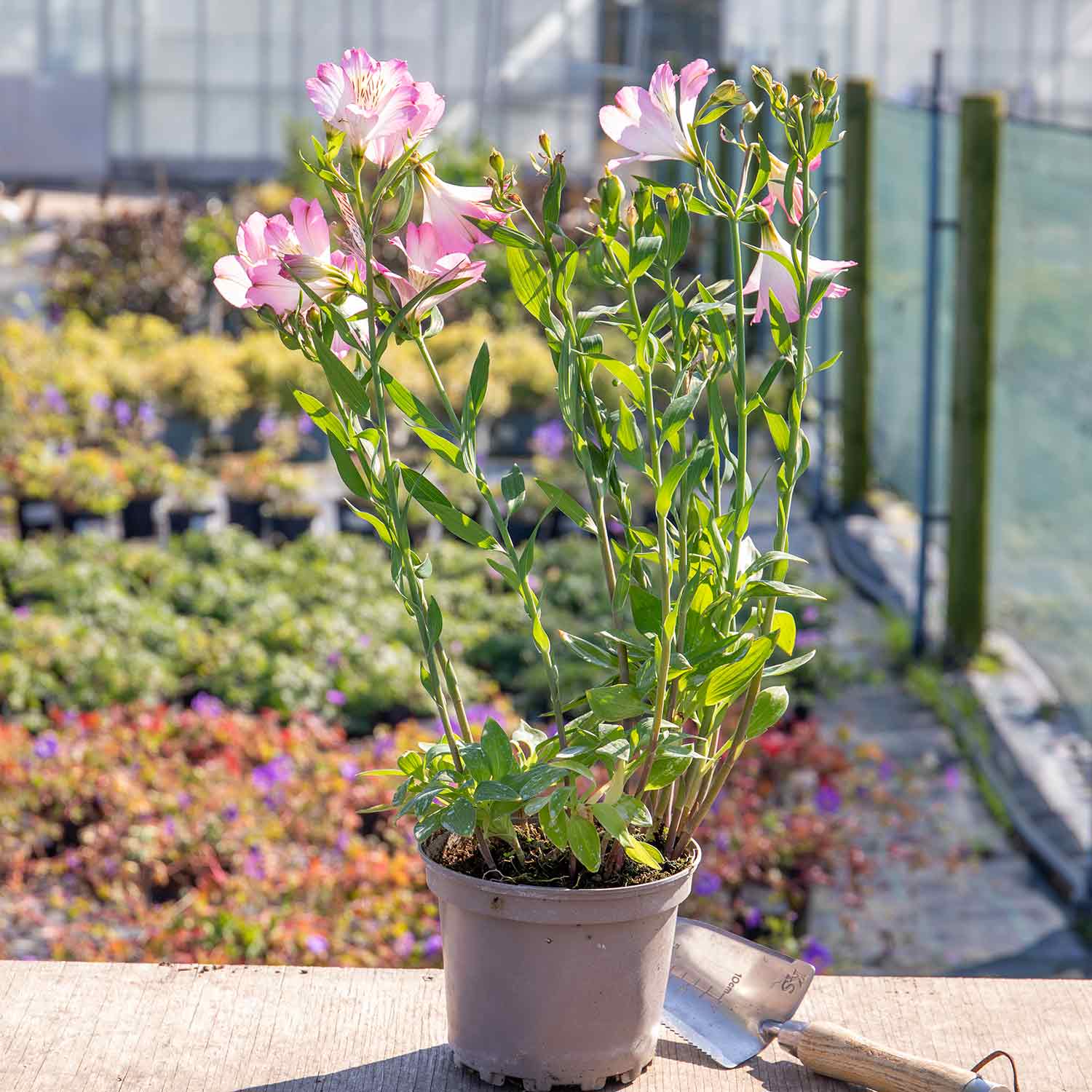 Alstroemeria Plant 'Summer Break' | Marshalls Garden