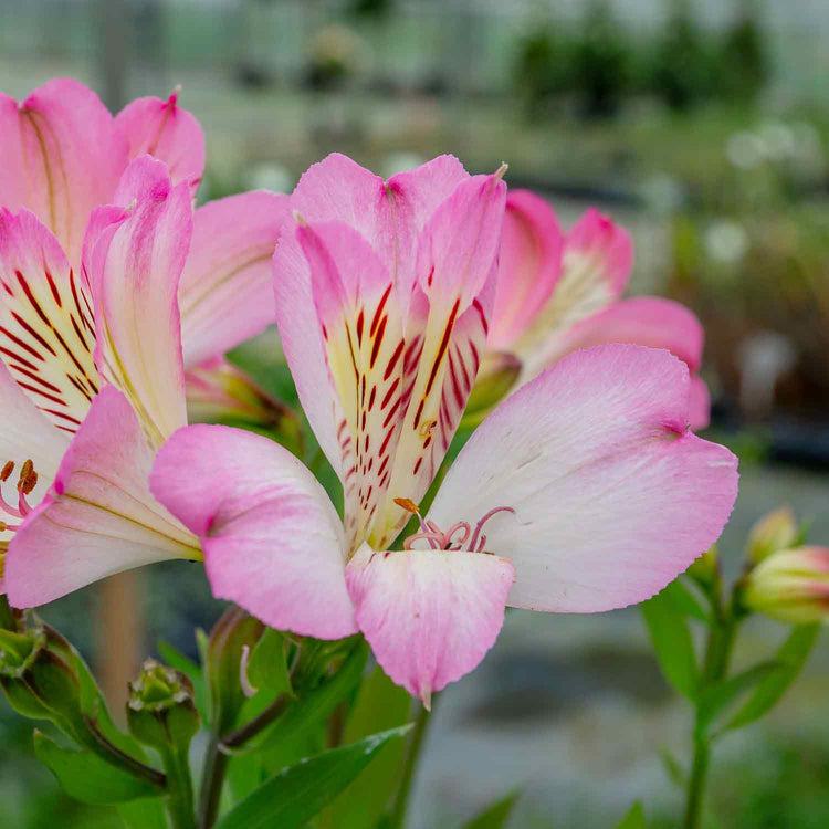 Alstroemeria Plant 'Summer Break'