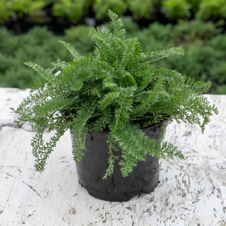 Achillea Plant 'Sassy Summer Sunset'