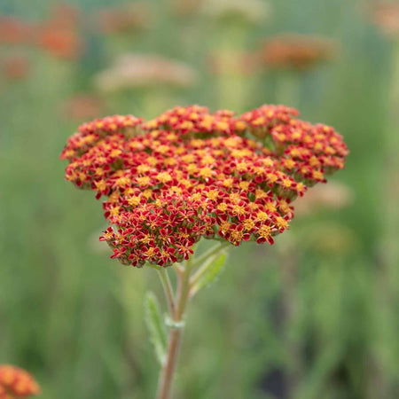 Achillea Plant 'Sassy Summer Sunset'