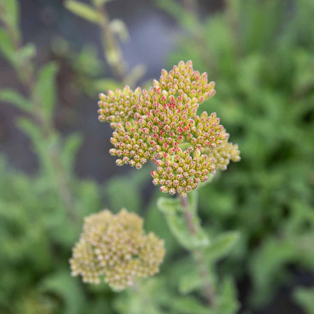 Achillea Plant 'Sassy Summer Sunset'