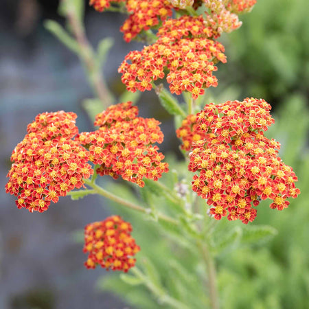 Achillea Plant 'Sassy Summer Sunset'