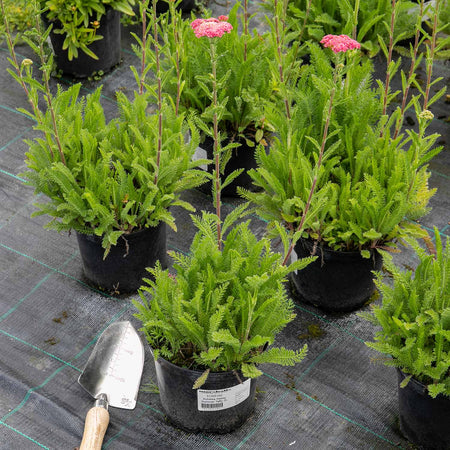 Achillea Plant 'Sassy Summer Taffy'