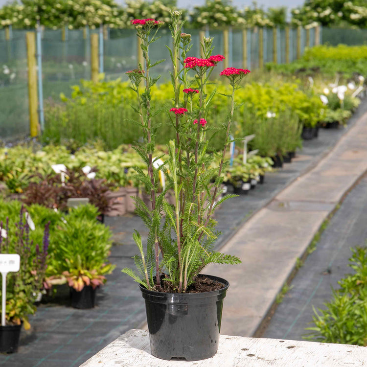 Achillea Plant 'Sassy Summer Taffy'