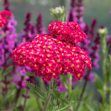 Achillea Plant 'Sassy Summer Taffy'