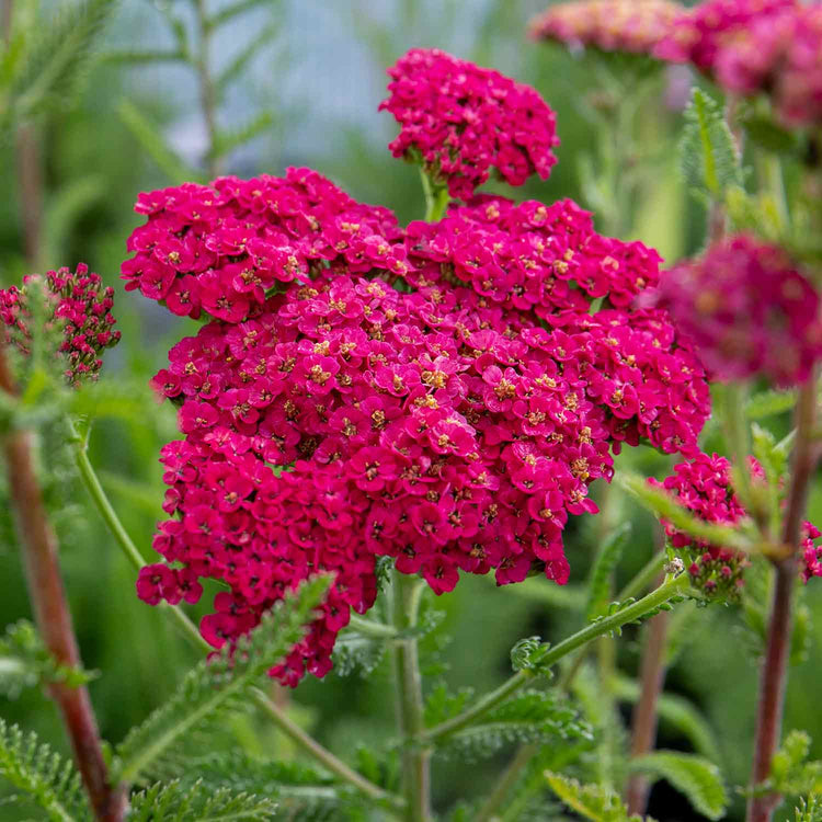 Achillea Plant 'Sassy Summer Taffy'