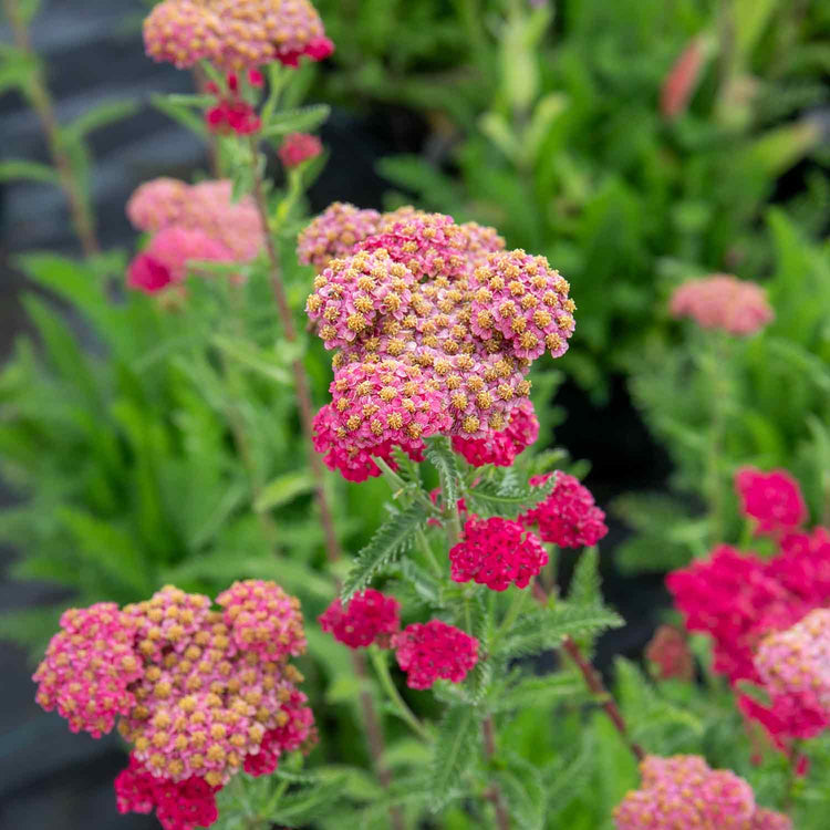 Achillea Plant 'Sassy Summer Taffy'