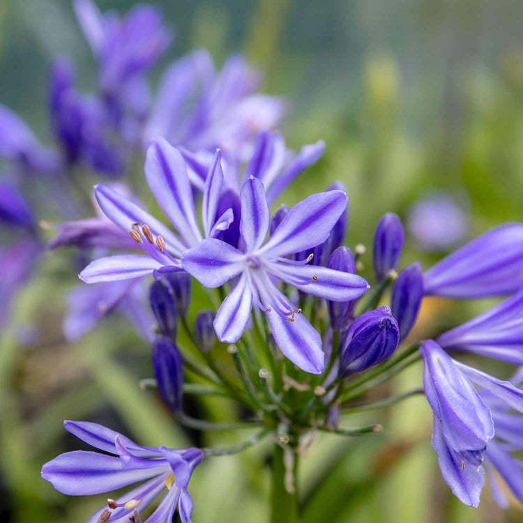 Agapanthus Plant 'Charlotte'