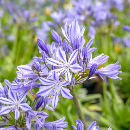 Agapanthus Plant 'Charlotte'