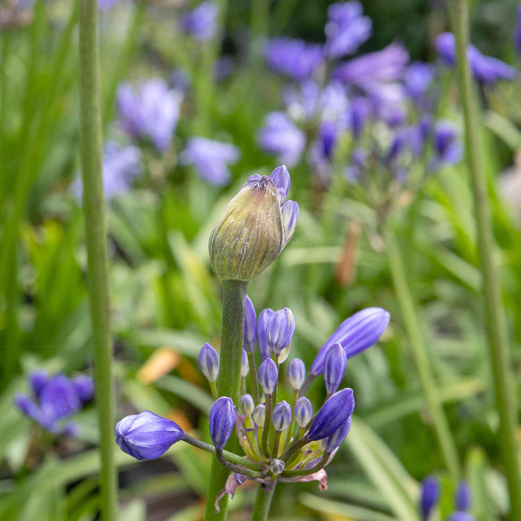 Agapanthus Plant 'Charlotte'